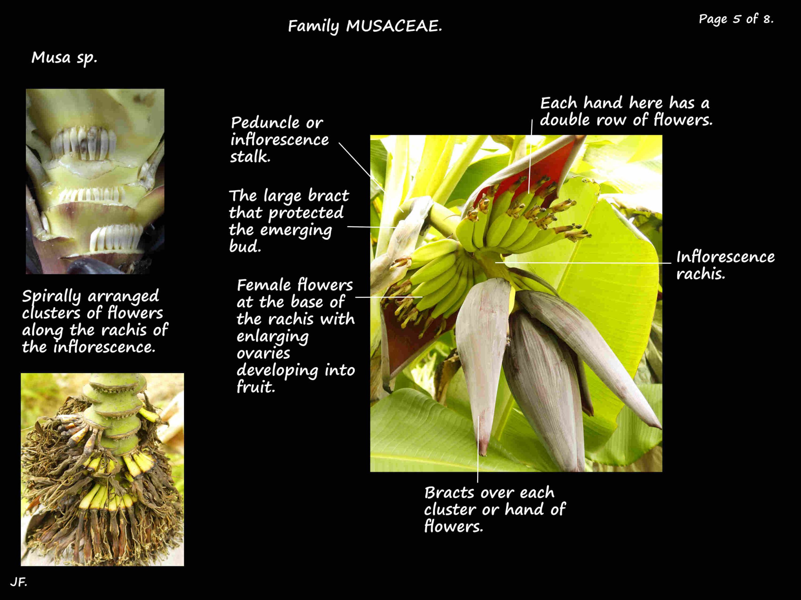 5 Banana inflorescence structure